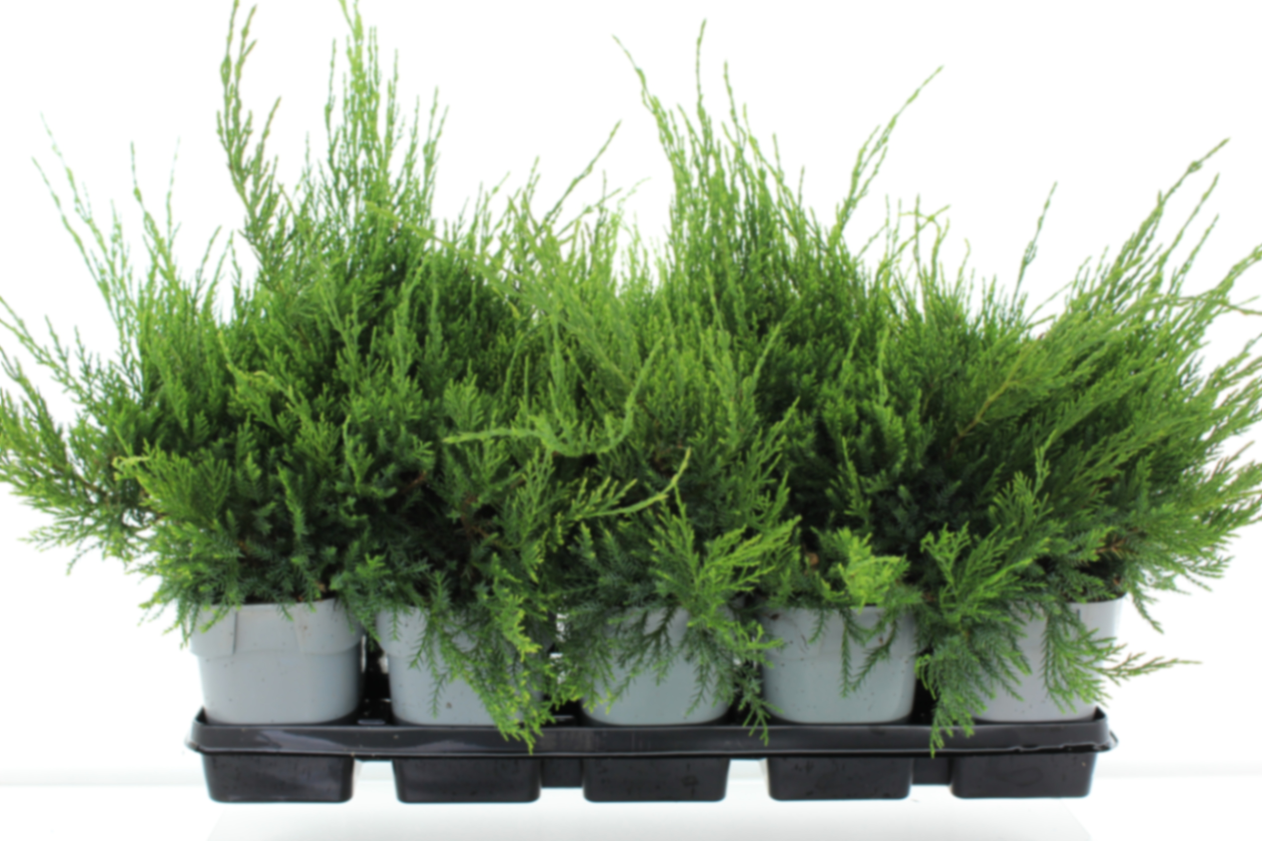 Можжевельник средний Минт Джулеп